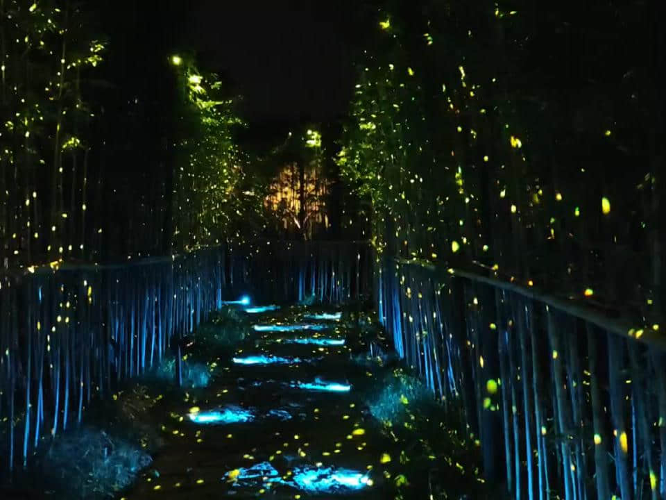 Nanbei Lake scenic area laser lighting project featuring illuminated architecture and blue landscape light effects in Jiaxing China Nanbei Lake scenic area laser lighting project featuring illuminated architecture and blue landscape light effects in Jiaxing China