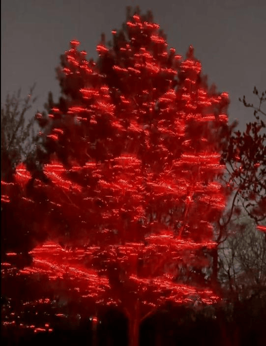 yulin-purple-tree-laser-lighting-03.jpg