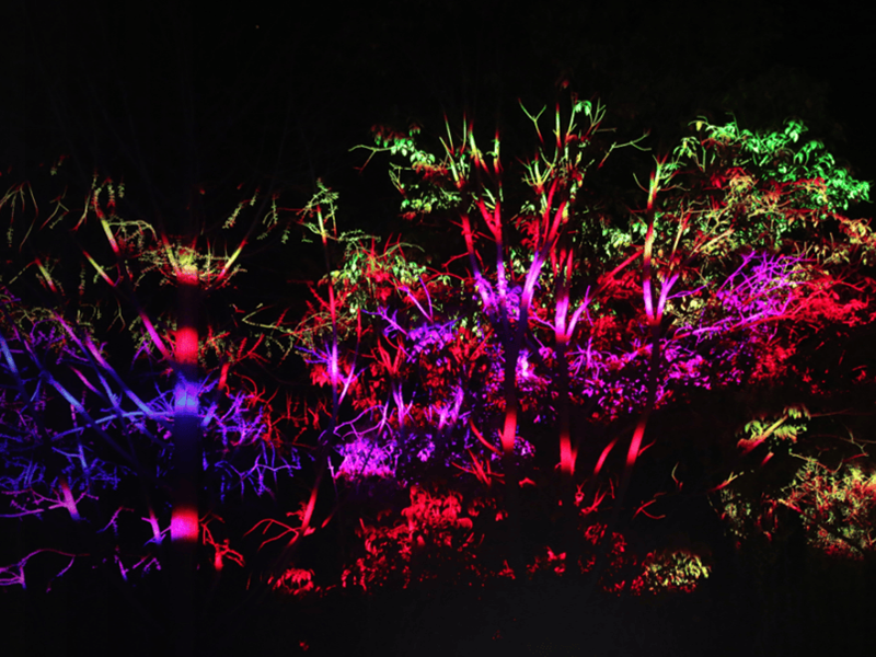 Chengdu Tree Laser Lighting Project